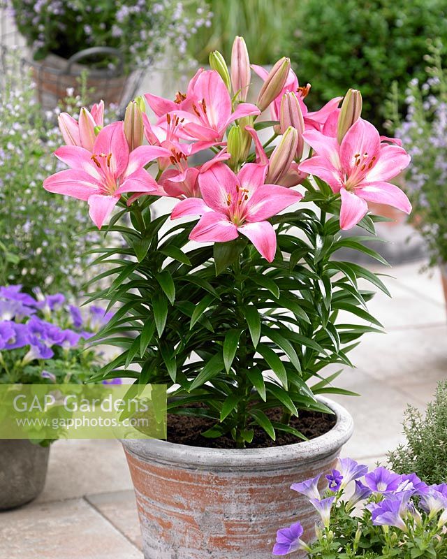 Lilium Asiatic 'Rozalynn'